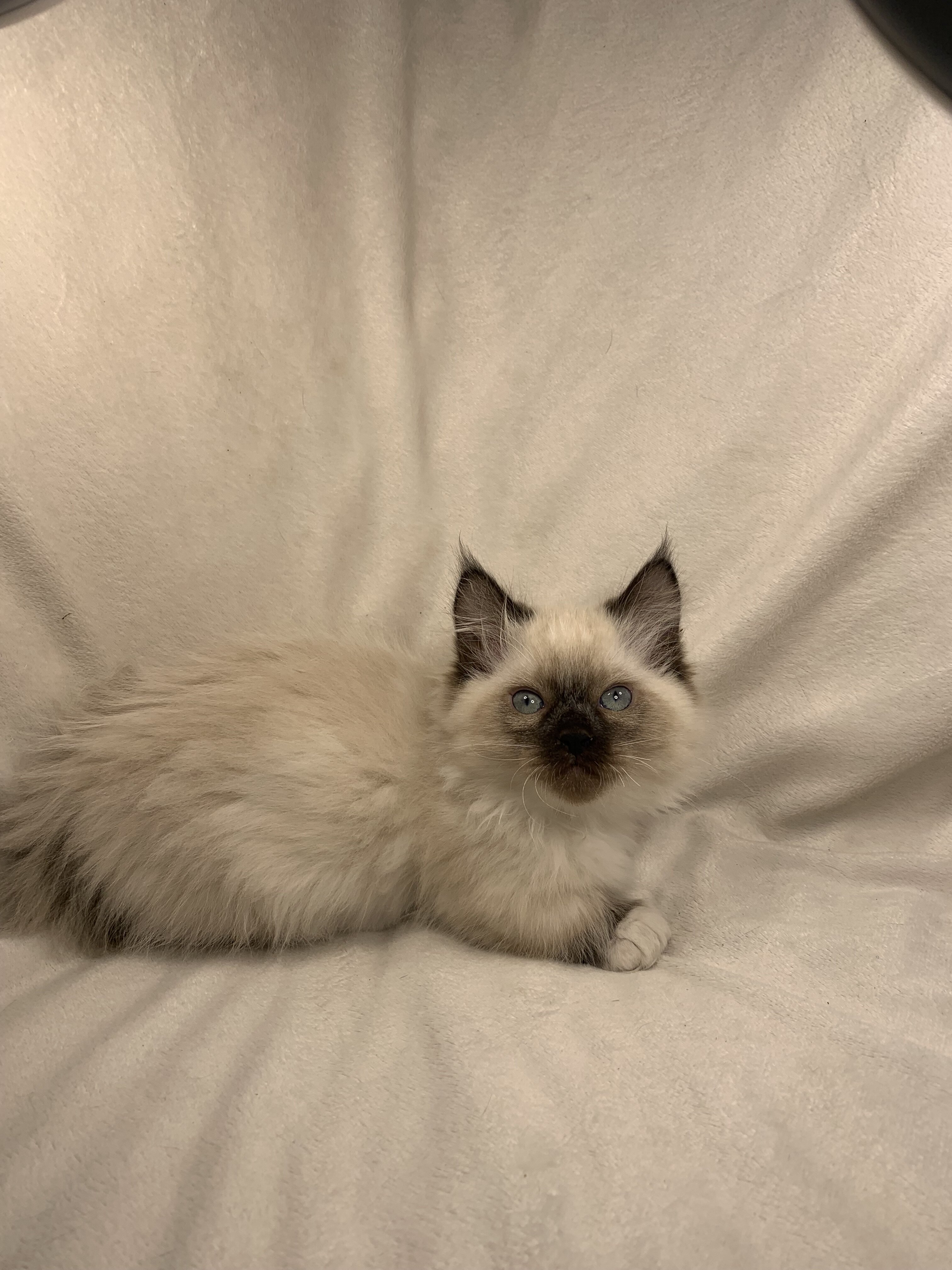 Munchkin Ragdoll Kittens image 3