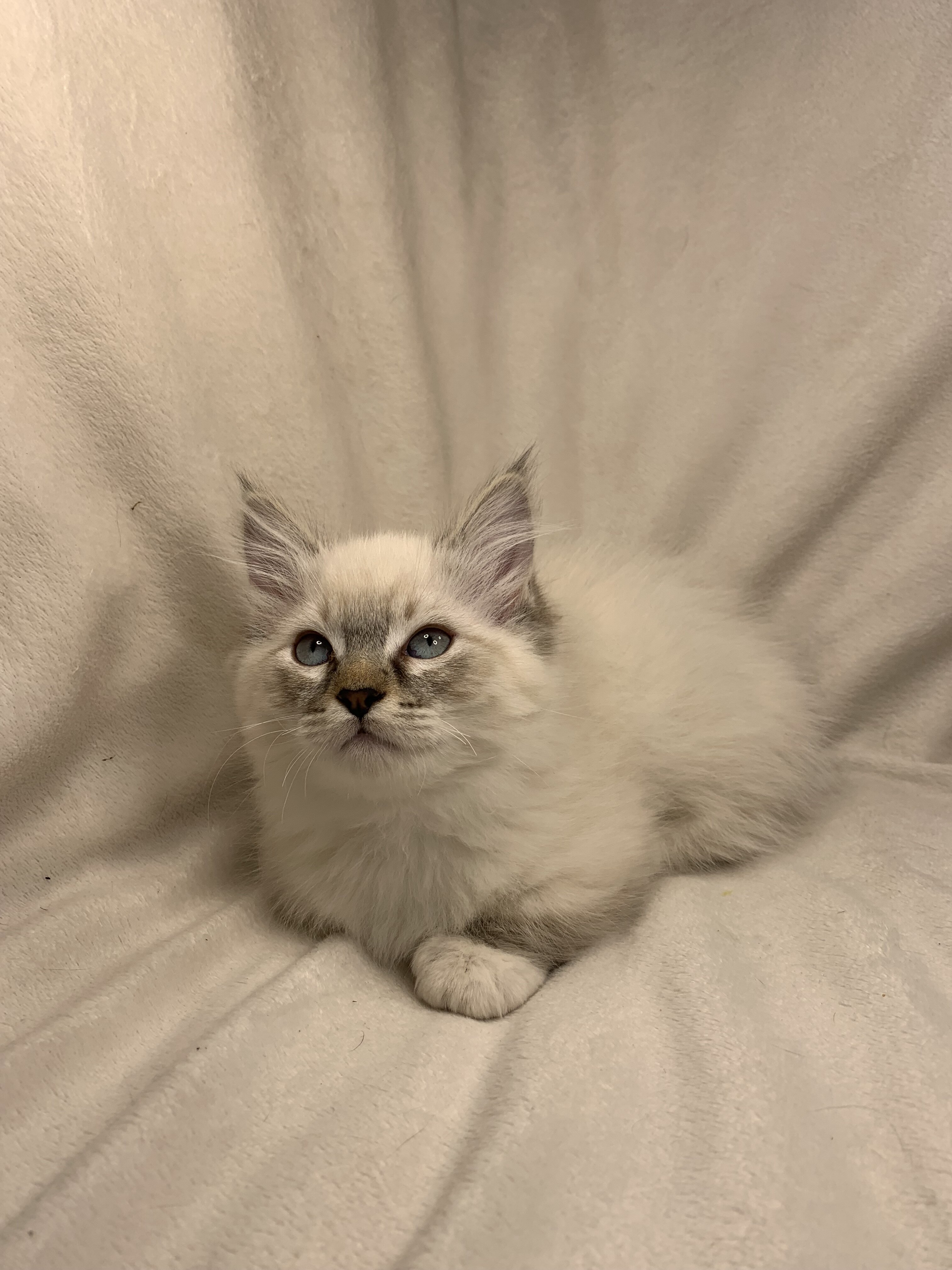 Munchkin Ragdoll Kittens image 7
