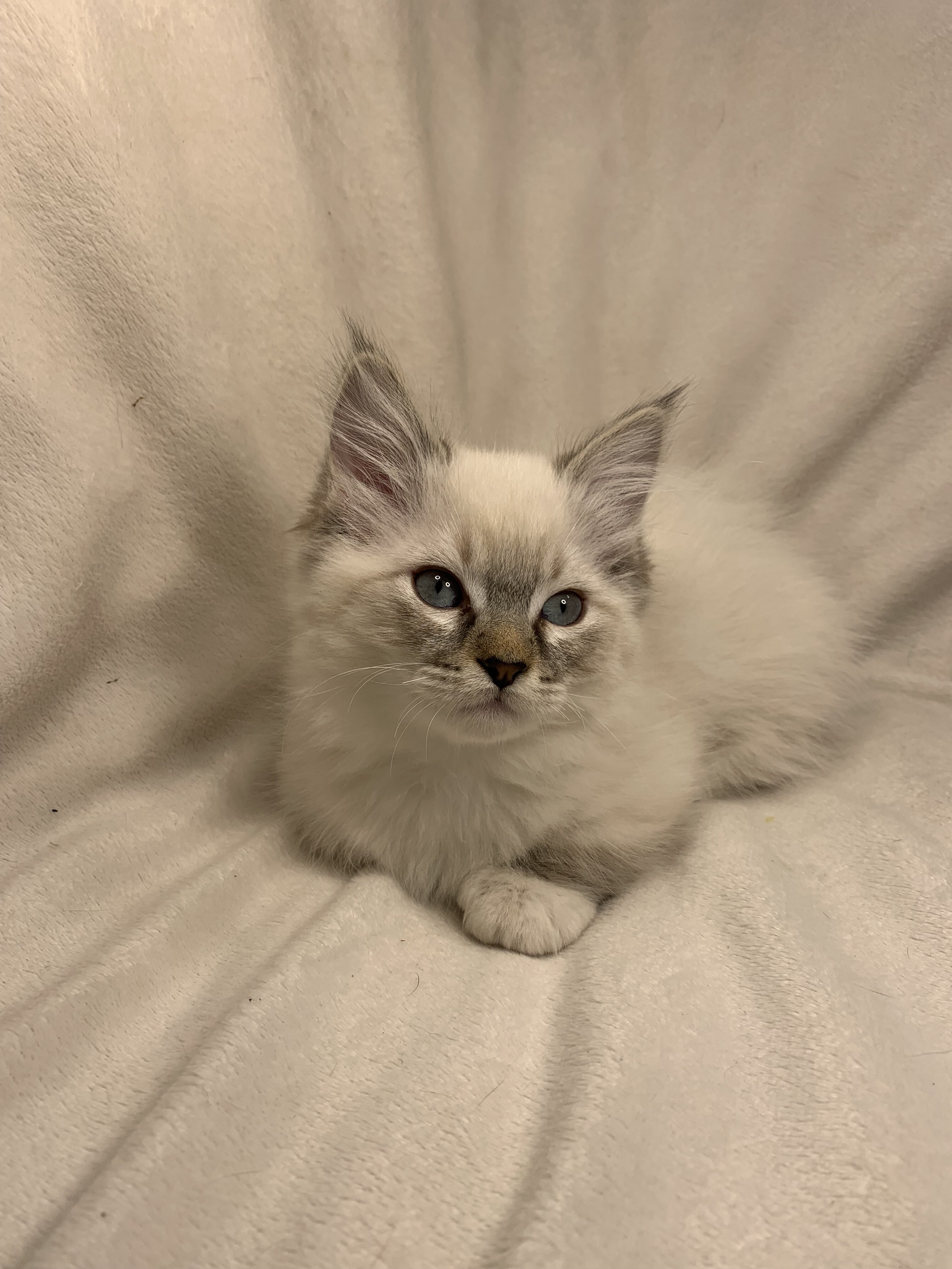 Munchkin Ragdoll Kittens image 6