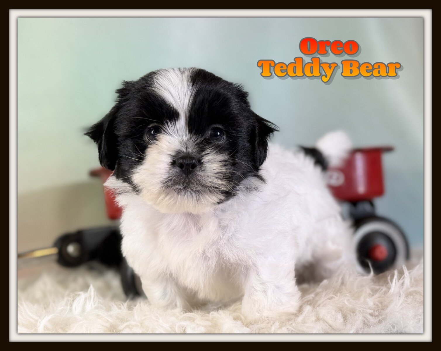 Oreo Male Teddy Bear image 1