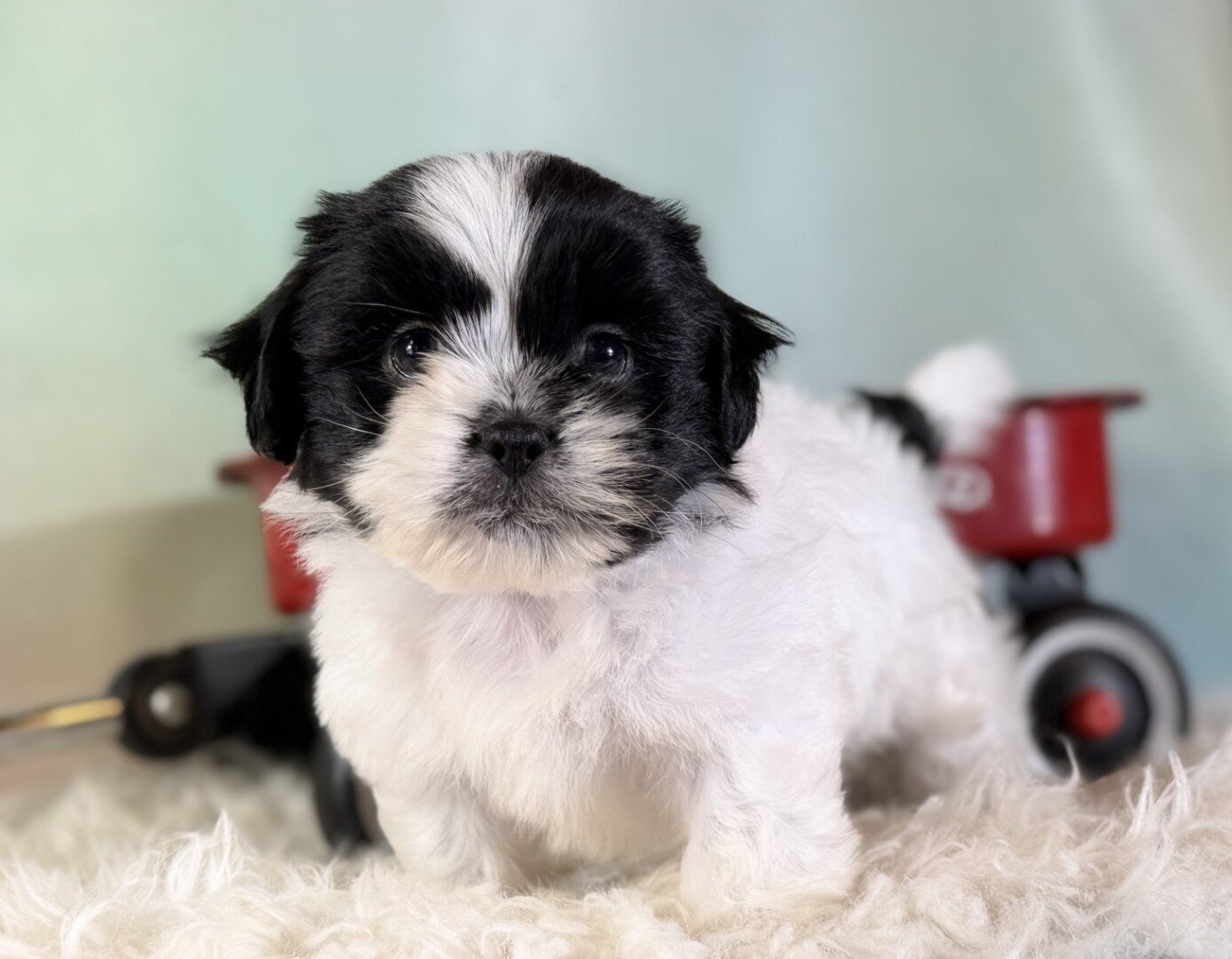 Oreo Male Teddy Bear image 2