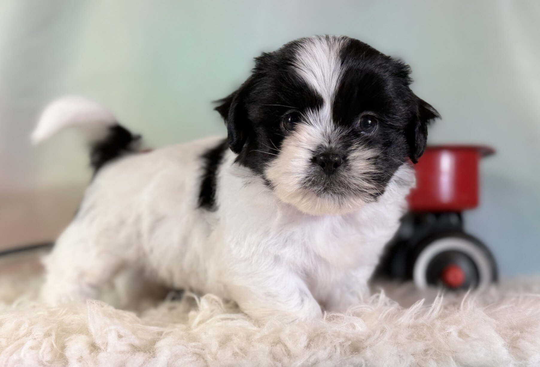 Oreo Male Teddy Bear image 3