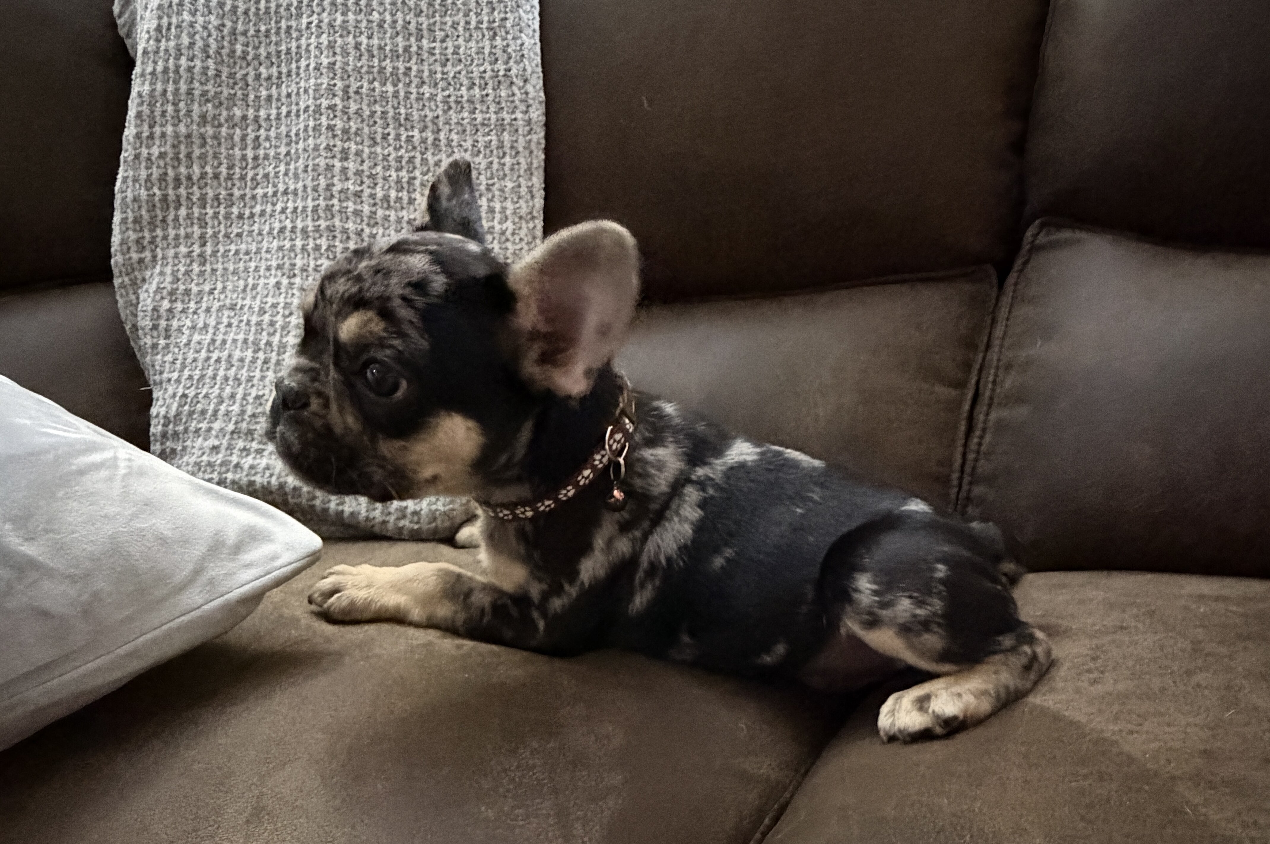 Akc French bulldog image 2