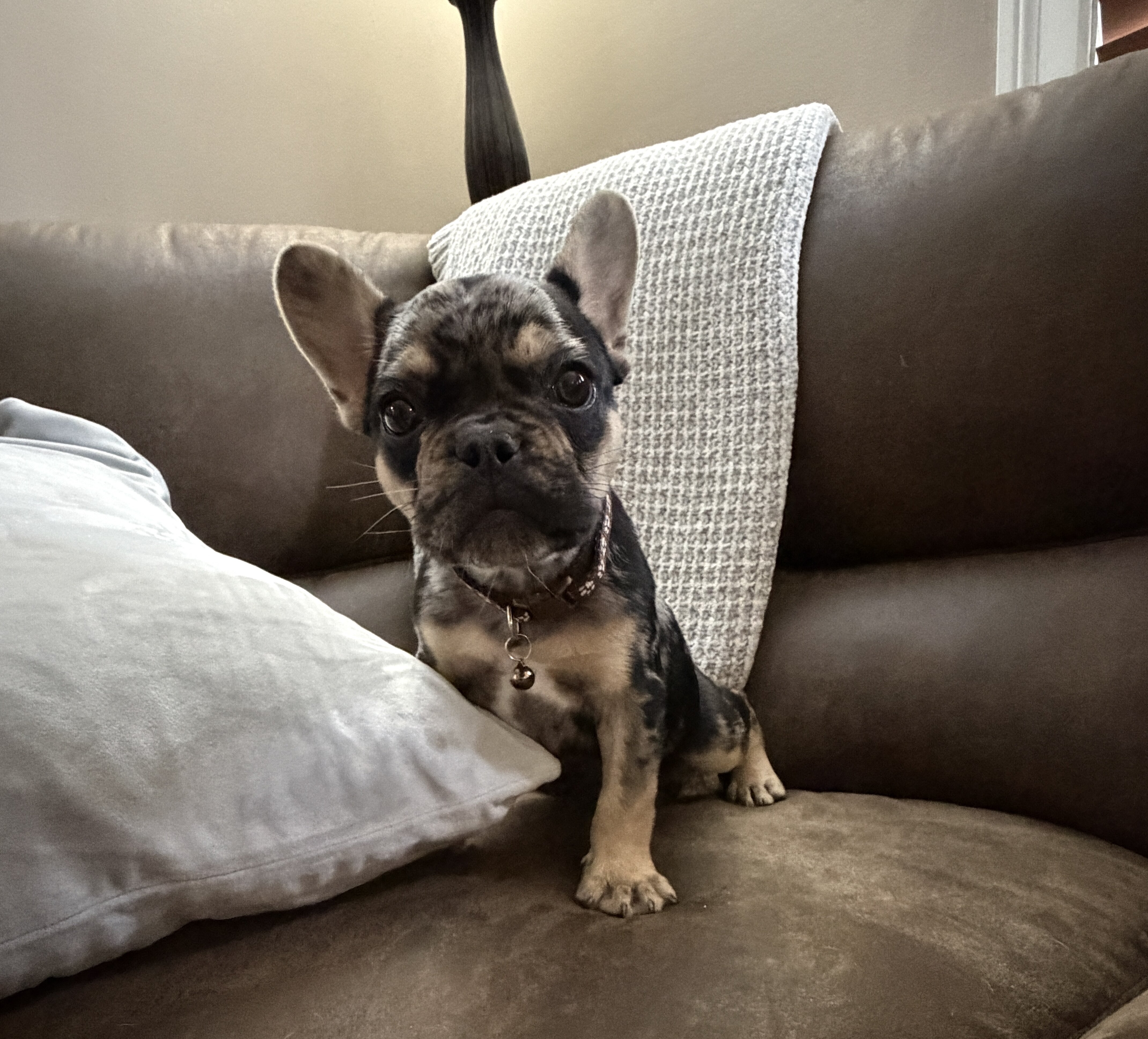 Akc French bulldog image 1
