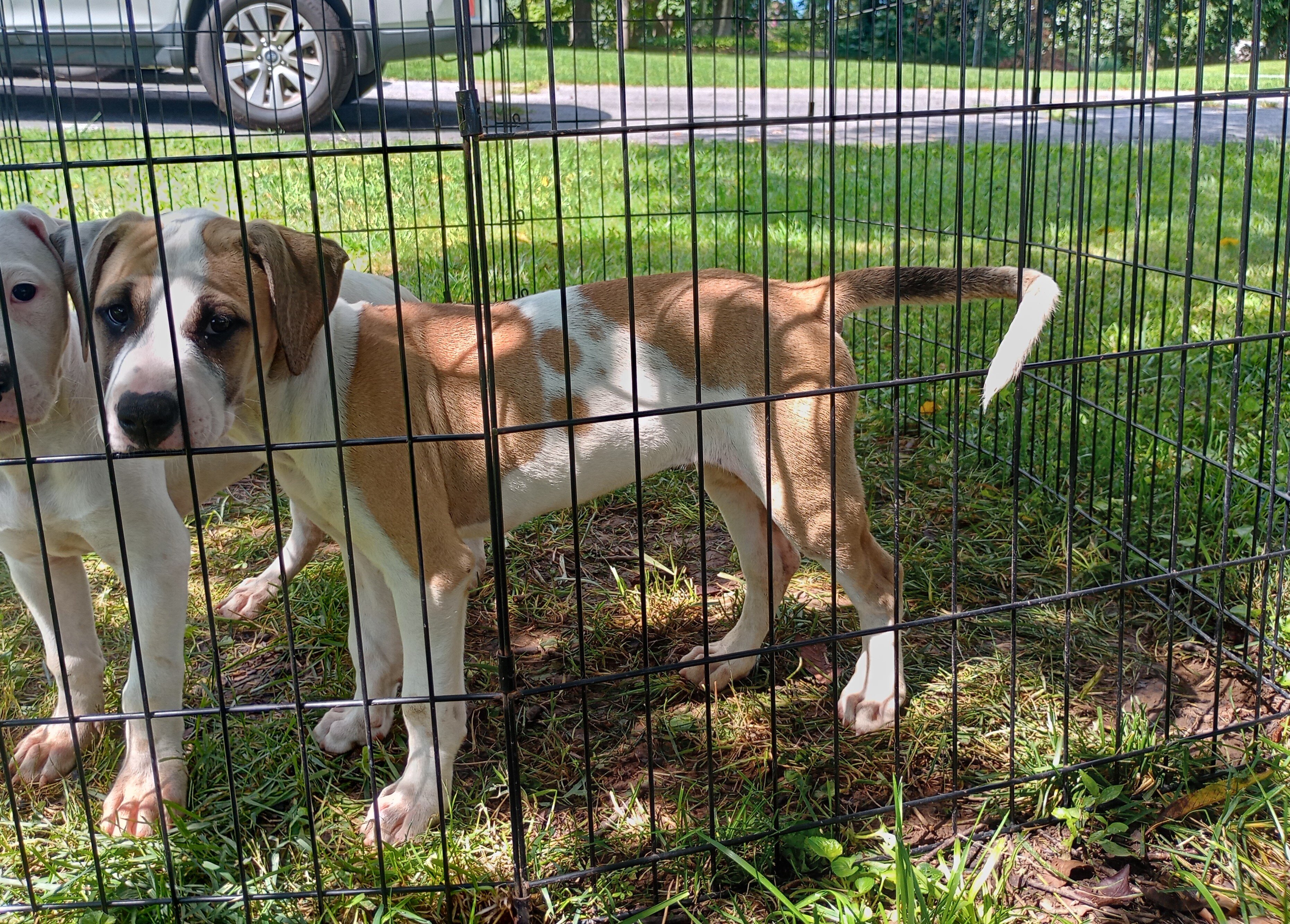 American bulldog puppy image 2
