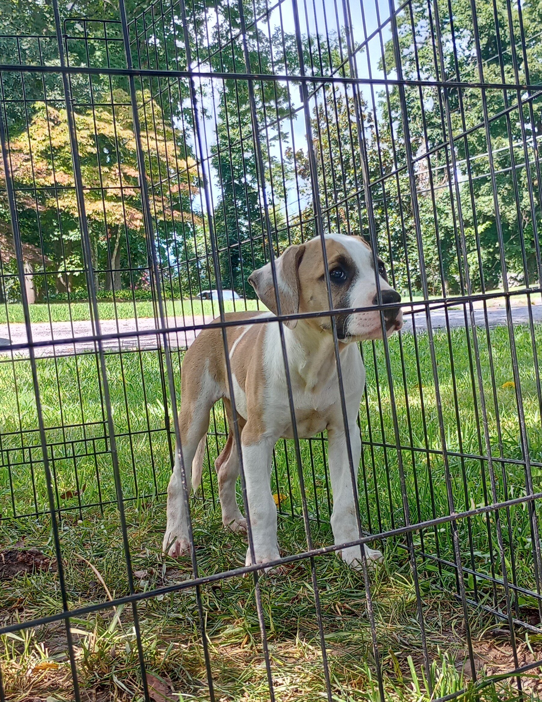 American bulldog puppy image 1