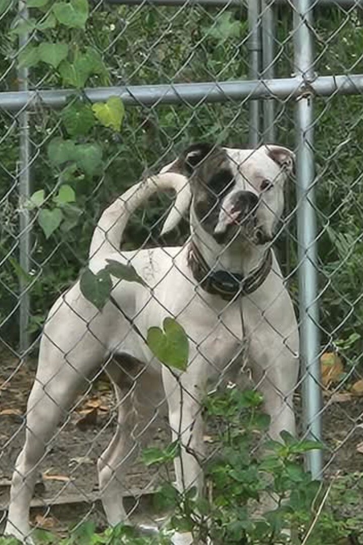 American bulldog puppy image 4