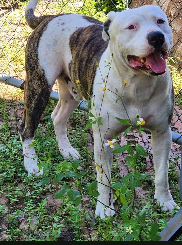 American bulldog puppy image 3