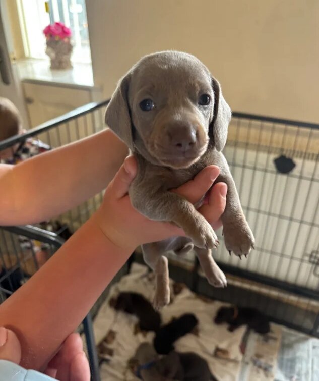 Adorable Puppies Available for Adoption 🐶❤️ image 1