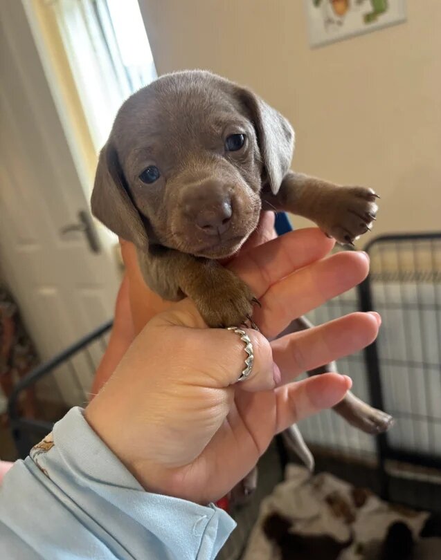 Adorable Puppies Available for Adoption 🐶❤️ image 4