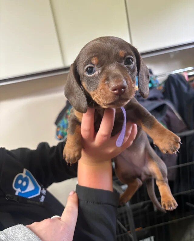 Adorable Puppies Available for Adoption 🐶❤️ image 3