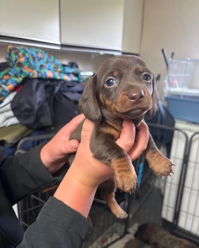 Adorable Puppies Available for Adoption 🐶❤️ image 2