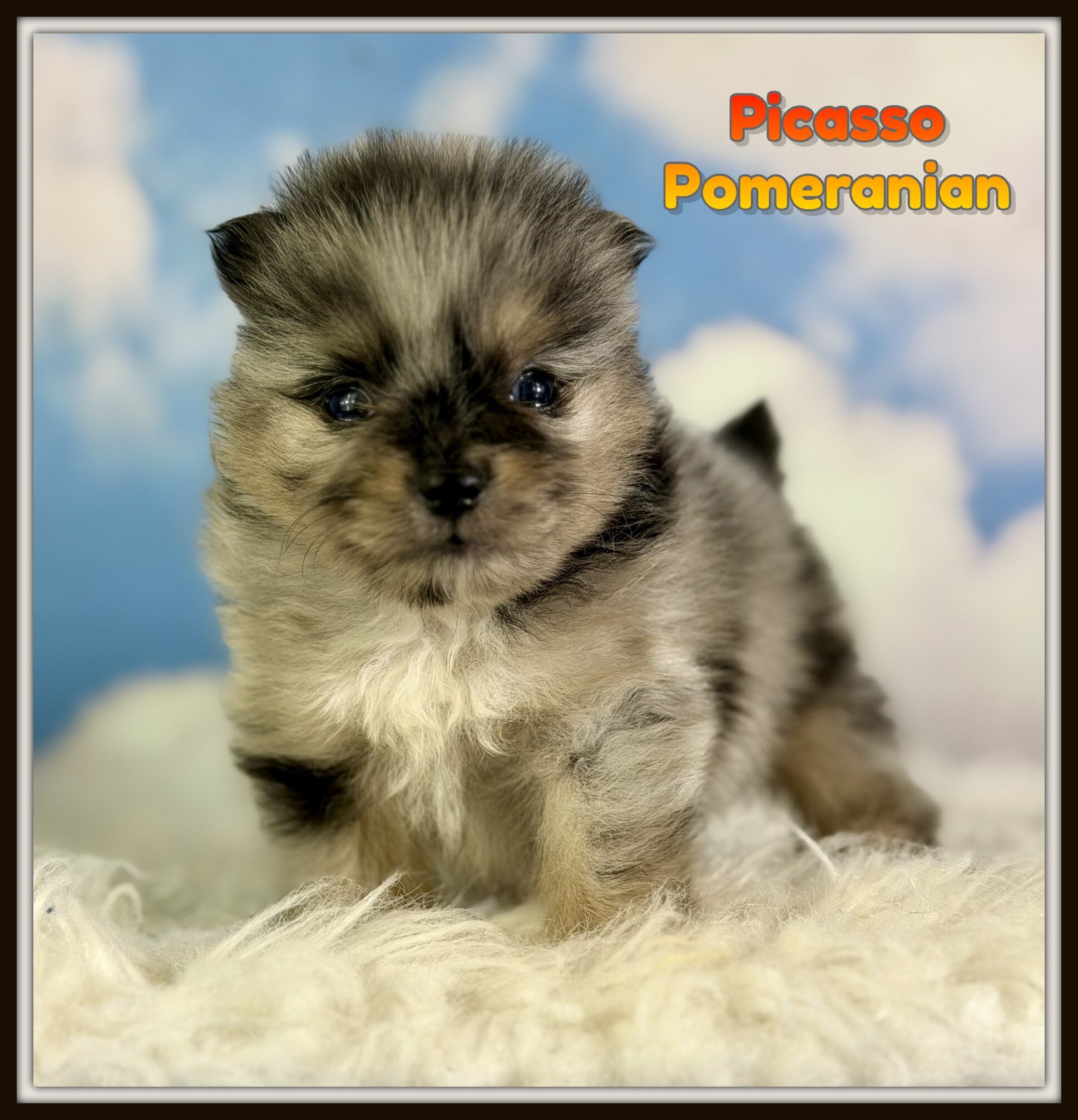 Picasso Male Pomeranian image 1