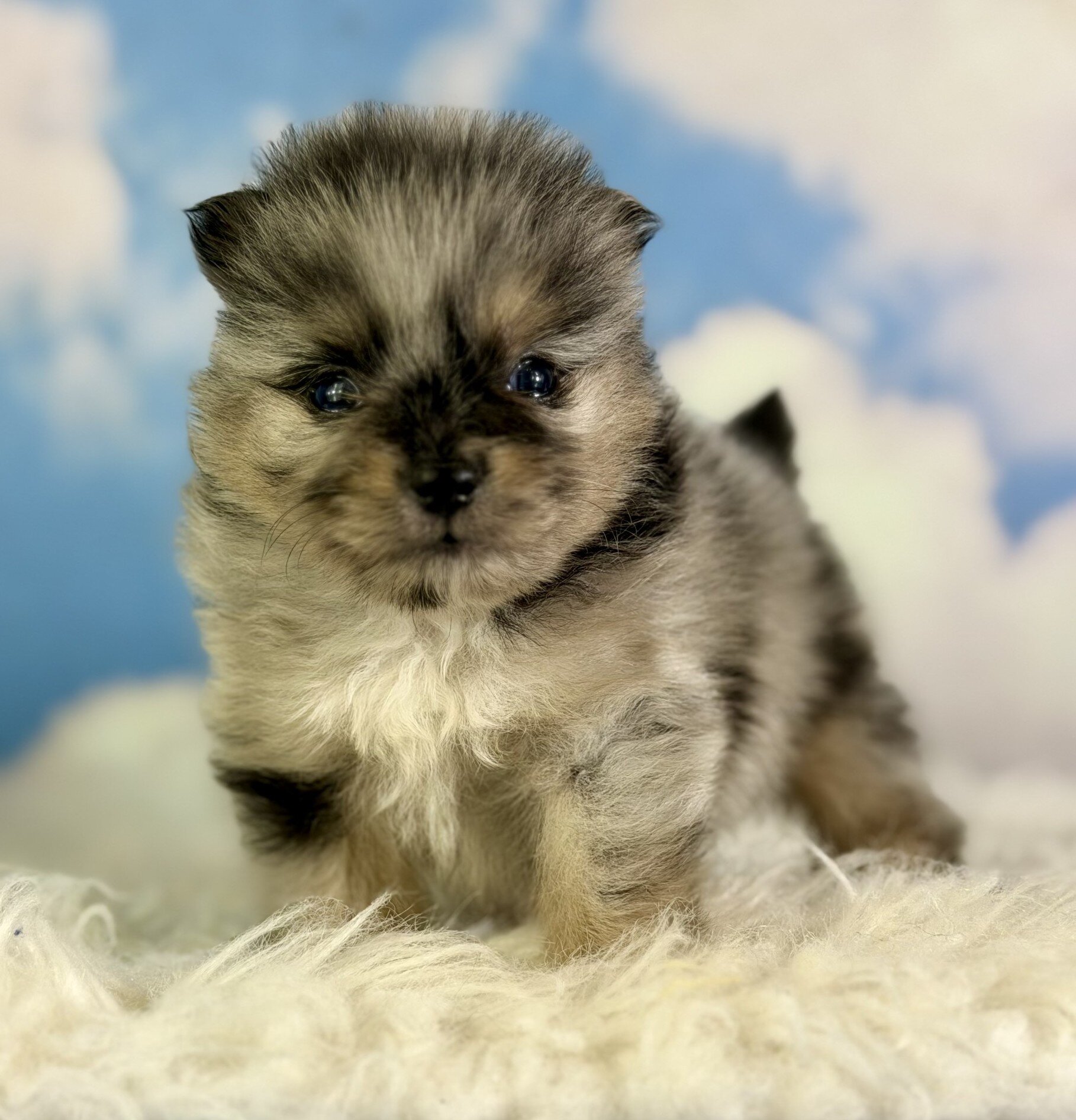 Picasso Male Pomeranian image 2