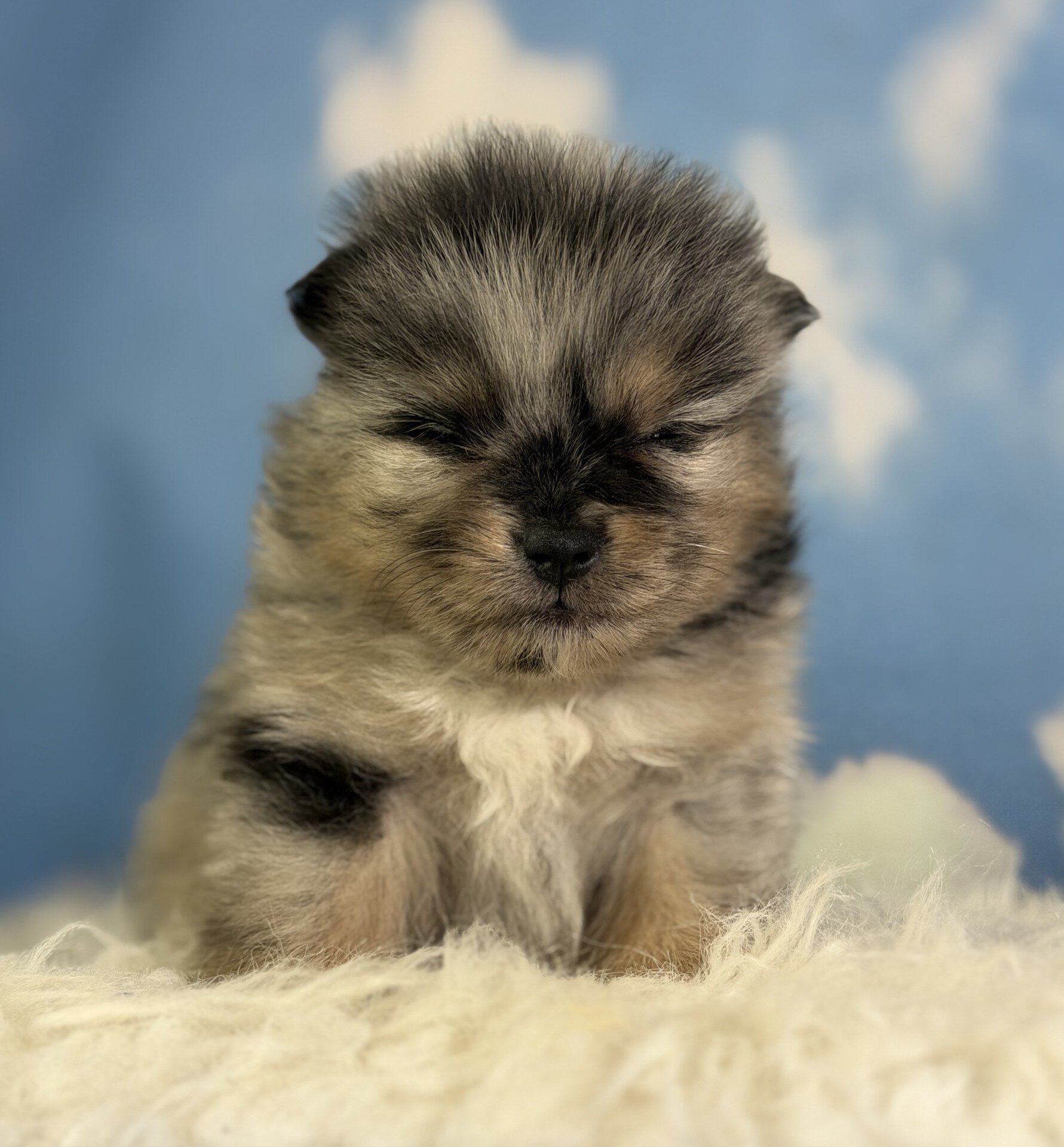 Picasso Male Pomeranian image 3