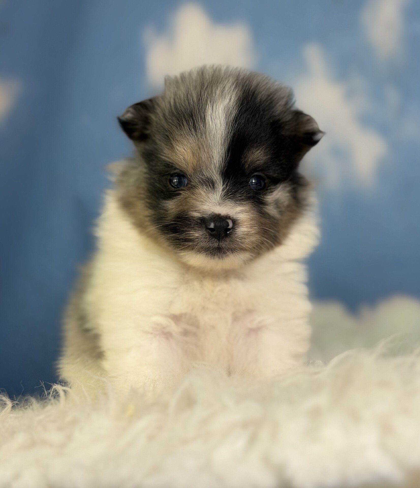 Puzzle Male Pomeranian image 2