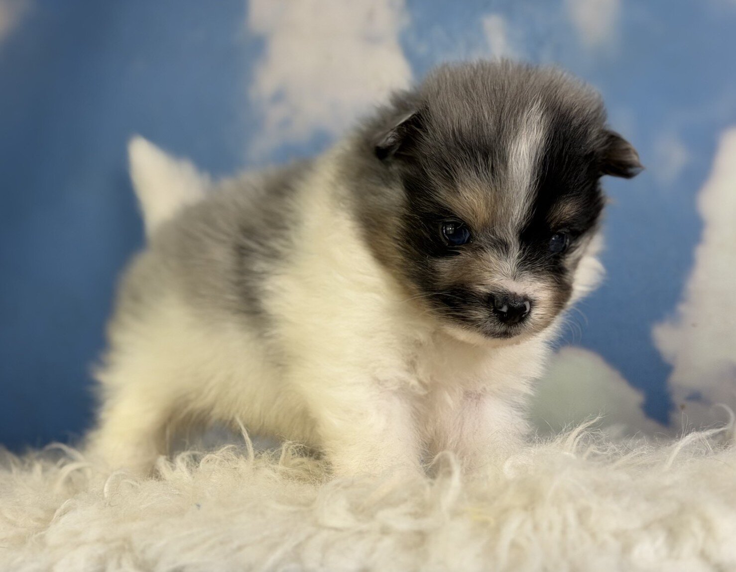 Puzzle Male Pomeranian image 3