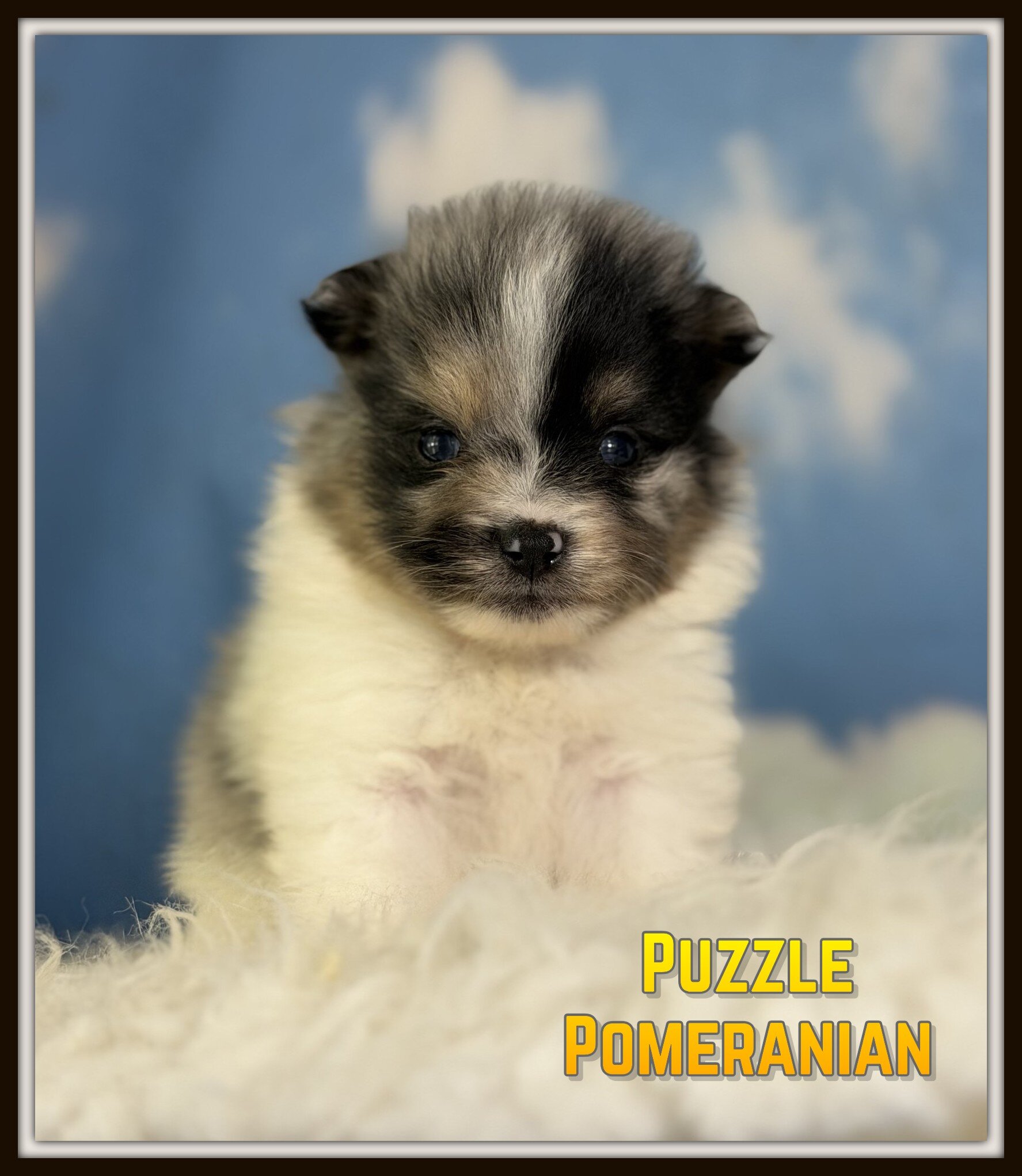 Puzzle Male Pomeranian image 1