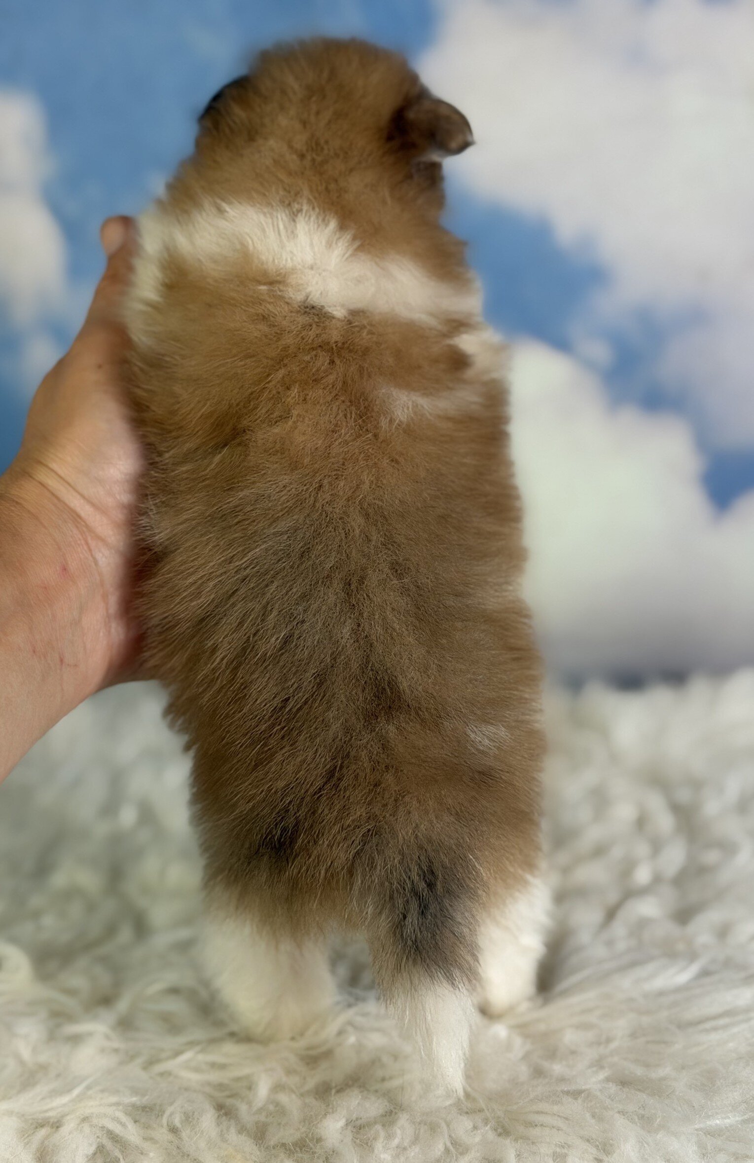 Peanut Male Pomeranian image 5