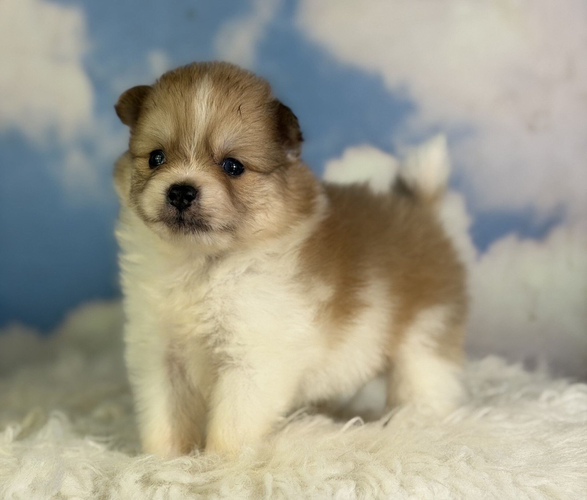 Peanut Male Pomeranian image 3
