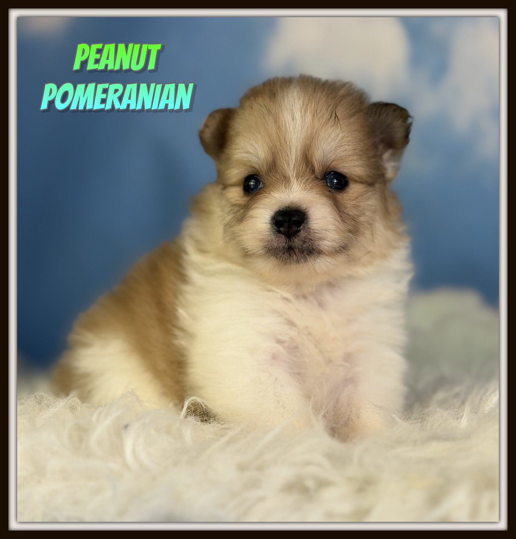 Peanut Male Pomeranian image 1