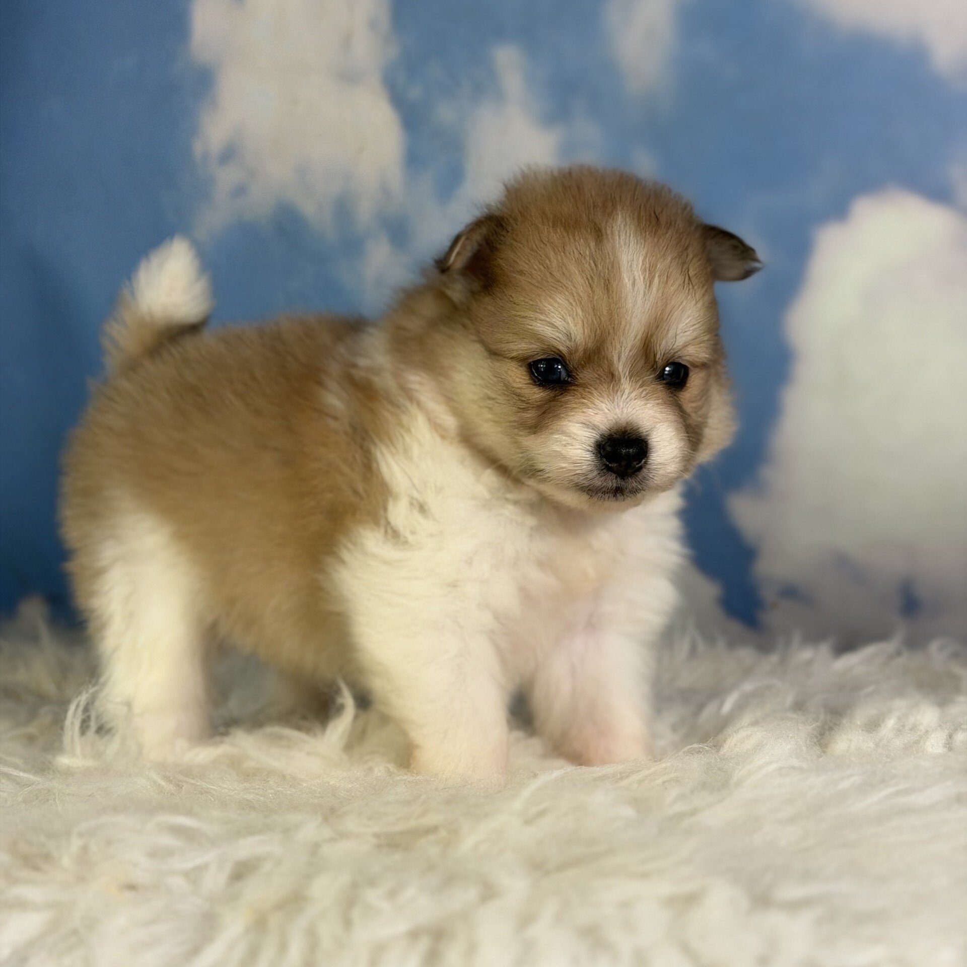 Peanut Male Pomeranian image 4