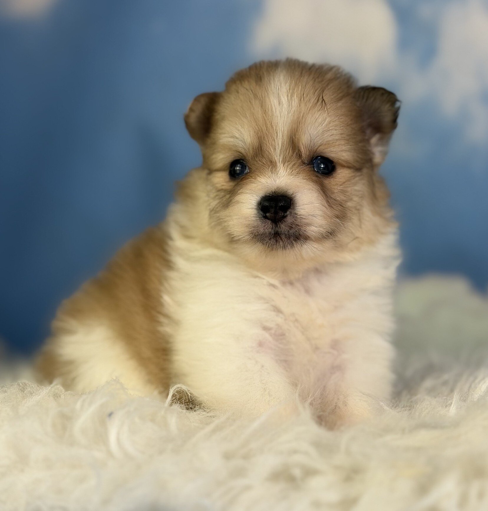 Peanut Male Pomeranian image 2