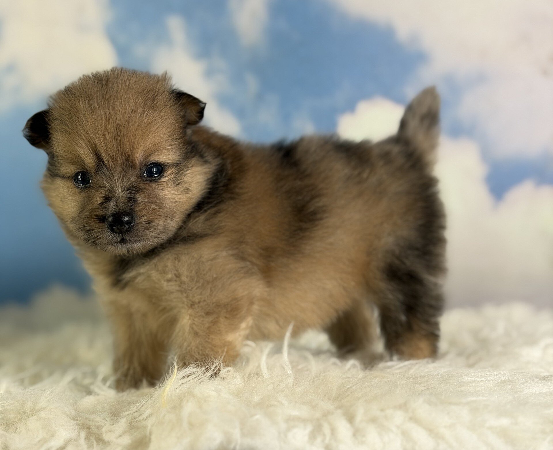 Penny Female Pomeranian image 4