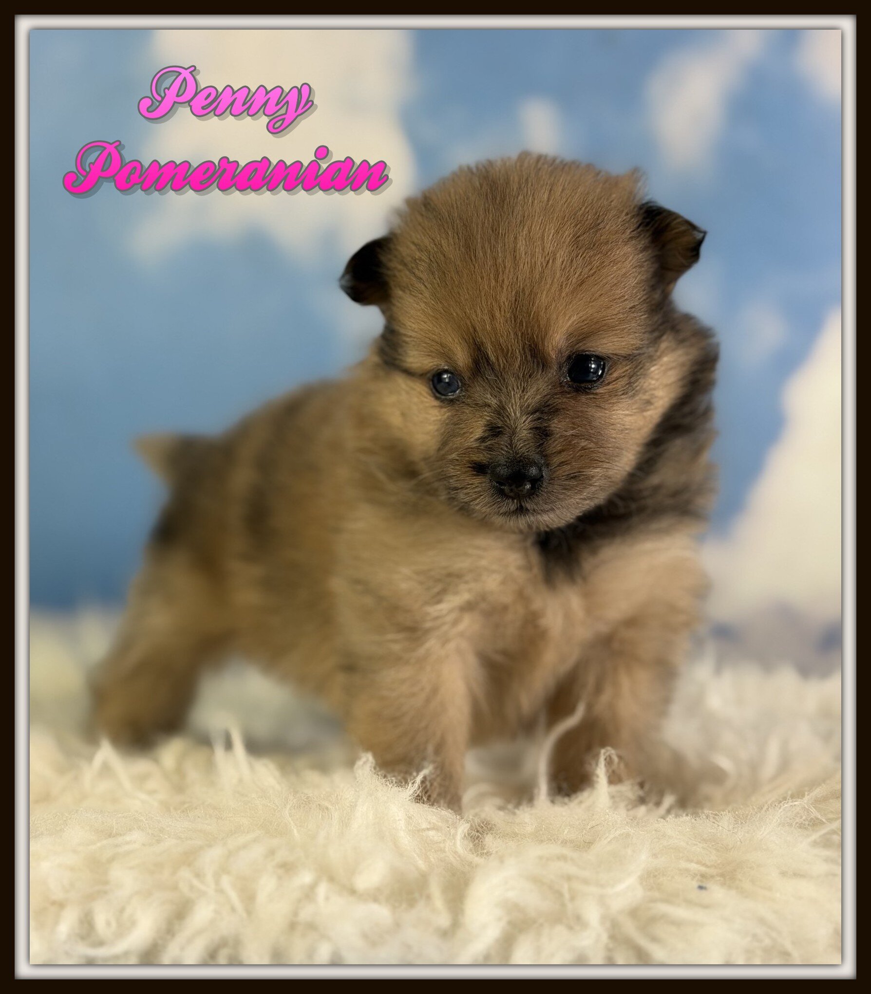 Penny Female Pomeranian image 1