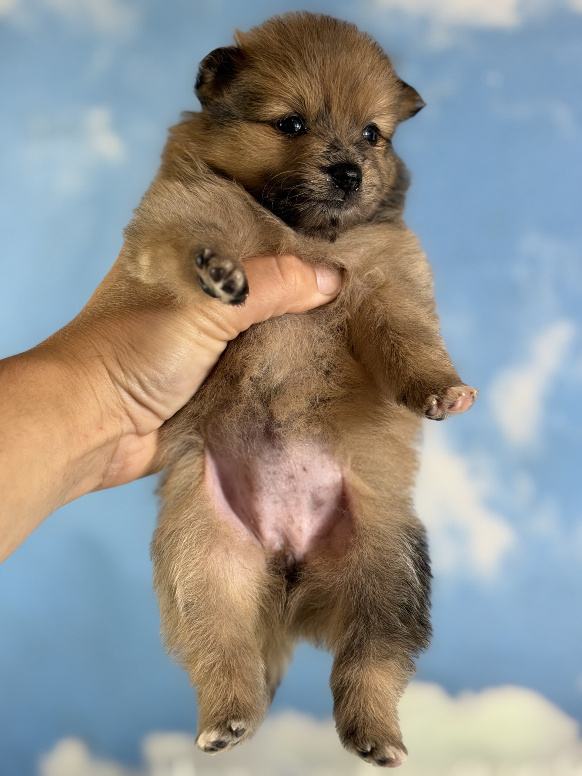Penny Female Pomeranian image 6