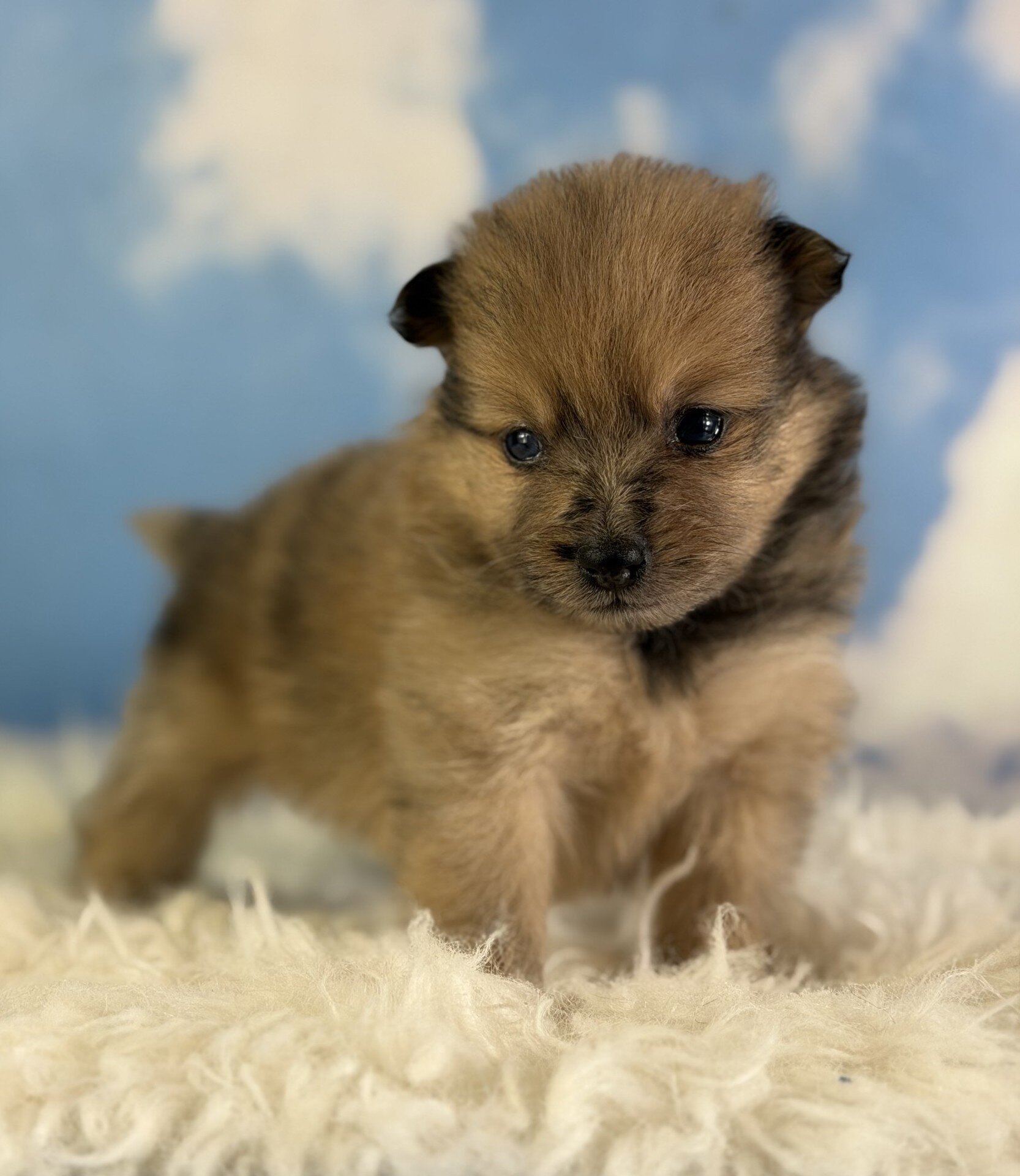Penny Female Pomeranian image 3