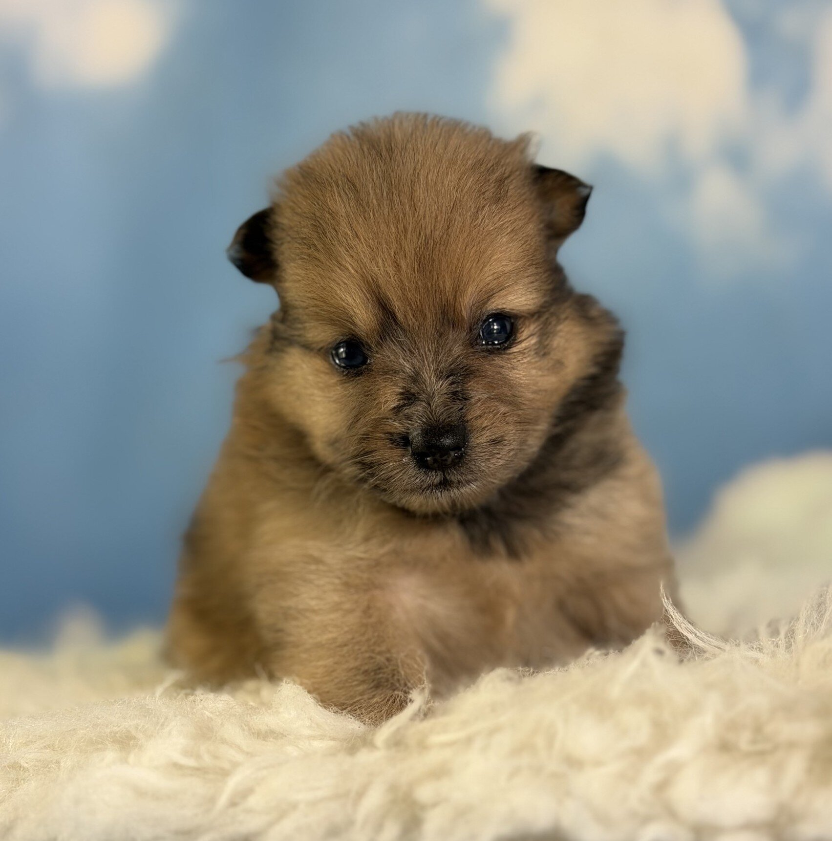 Penny Female Pomeranian image 2