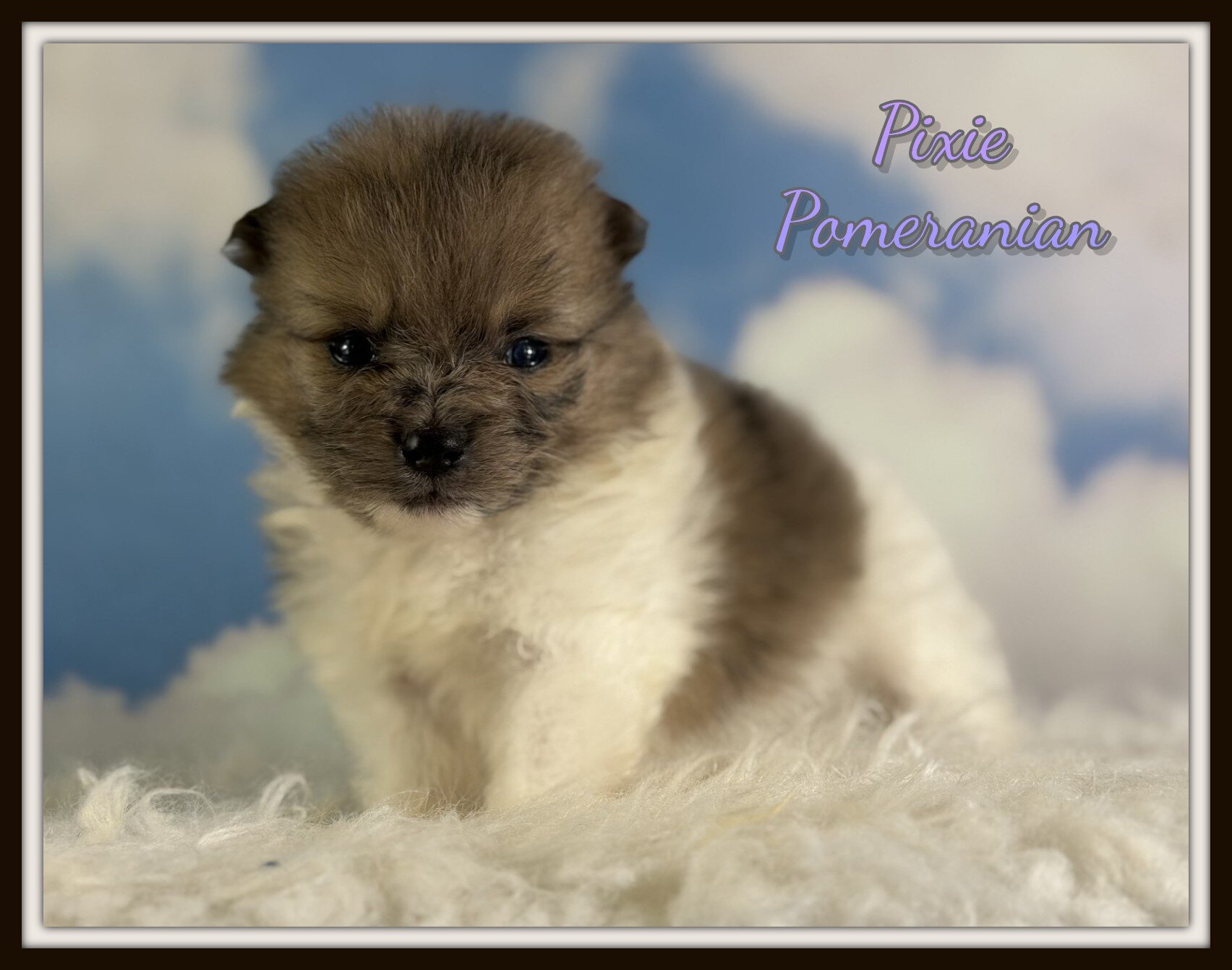Pixie Female Pomeranian image 1