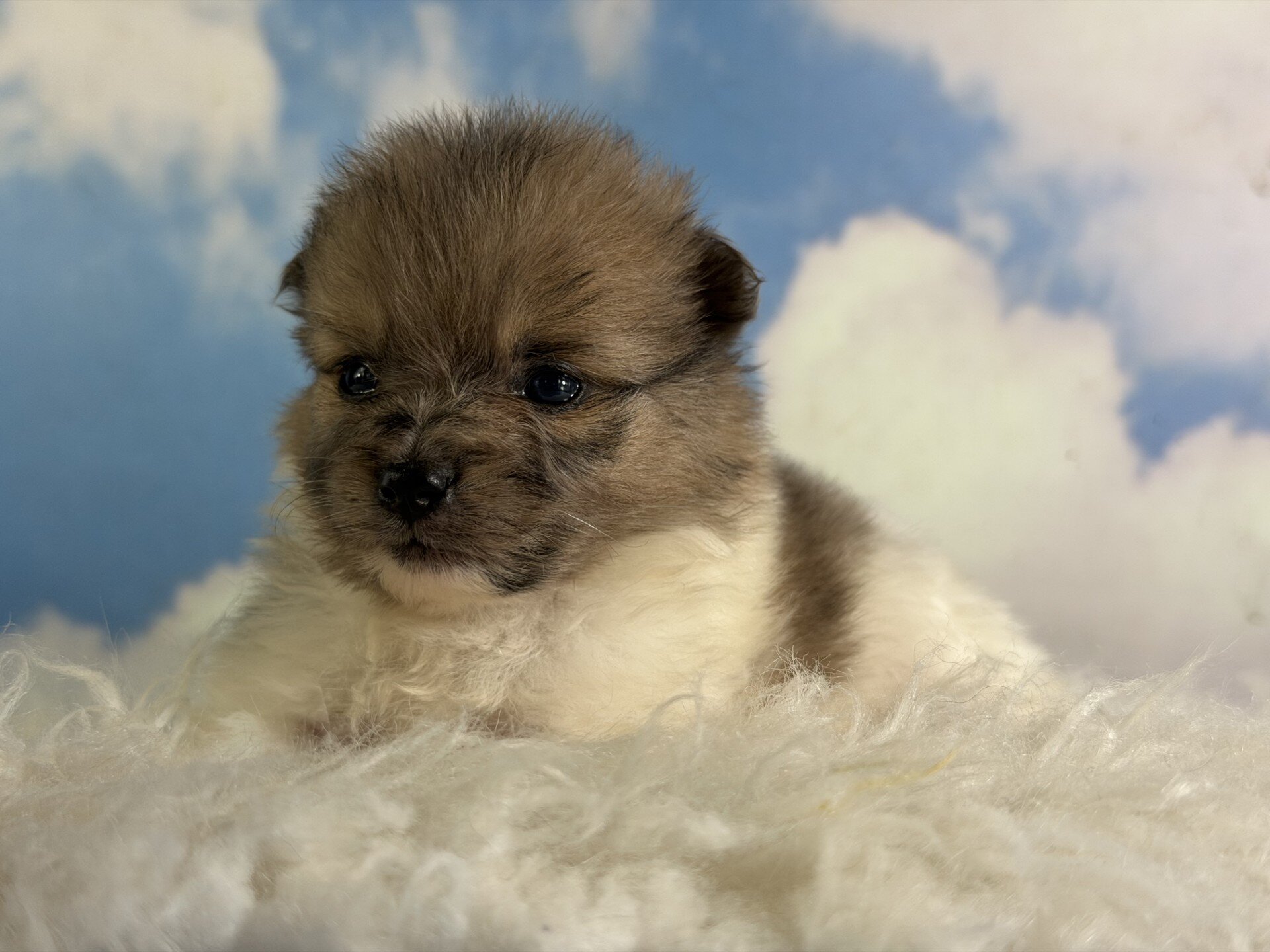 Pixie Female Pomeranian image 2