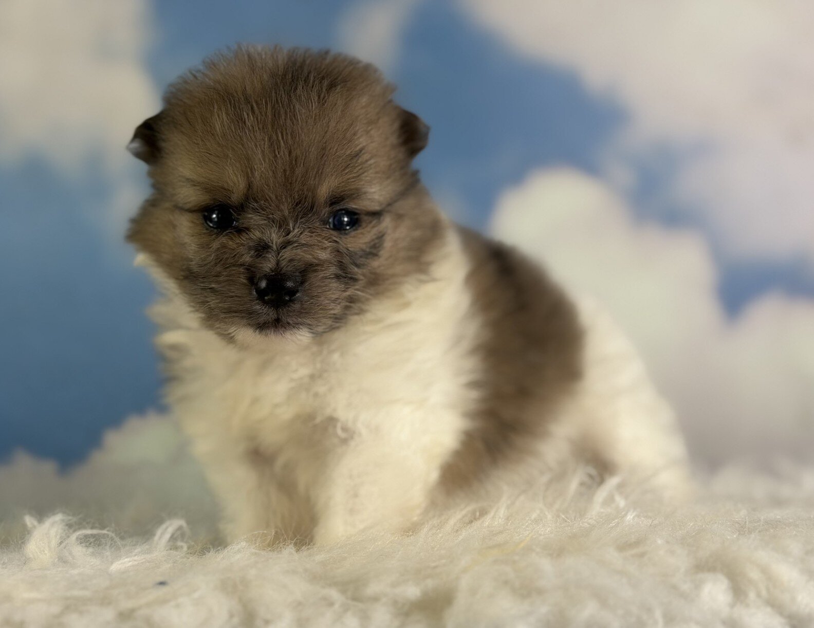 Pixie Female Pomeranian image 3