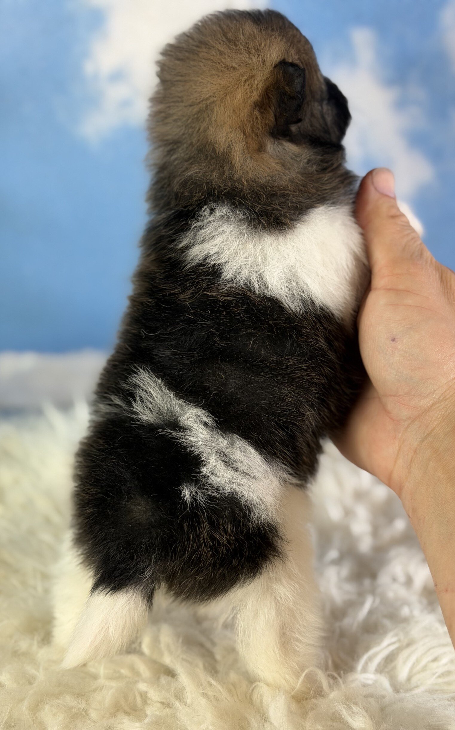 Polly Female Pomeranian image 3