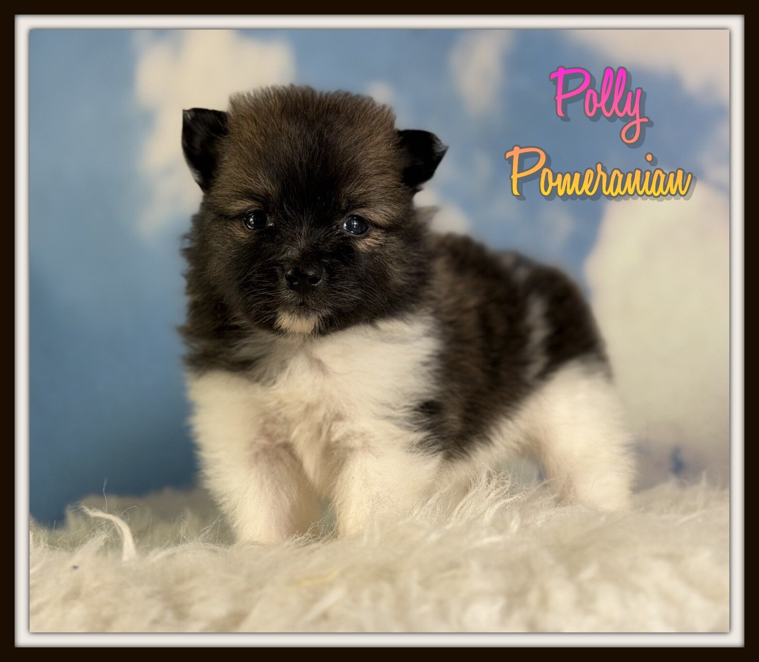 Polly Female Pomeranian image 1