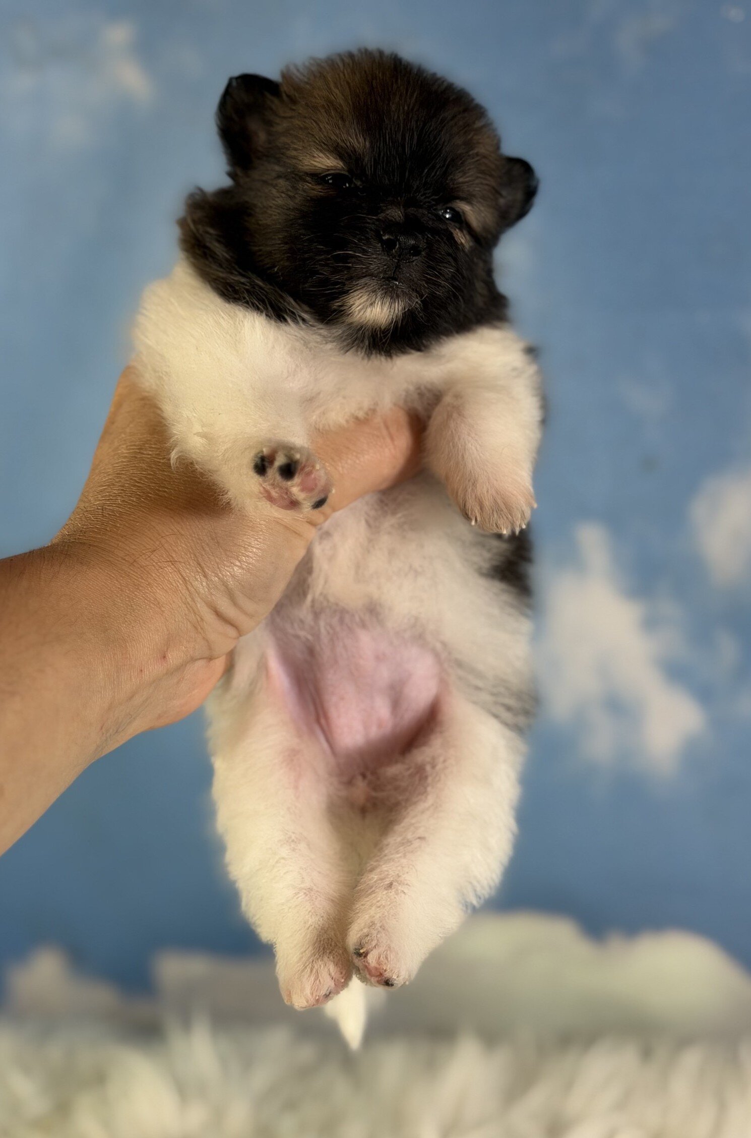 Polly Female Pomeranian image 4