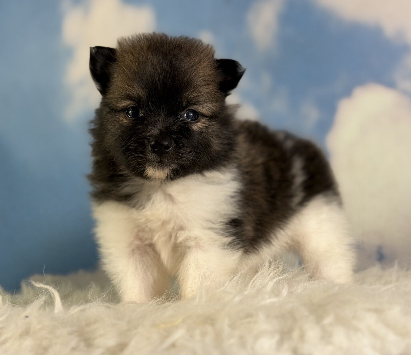 Polly Female Pomeranian image 2