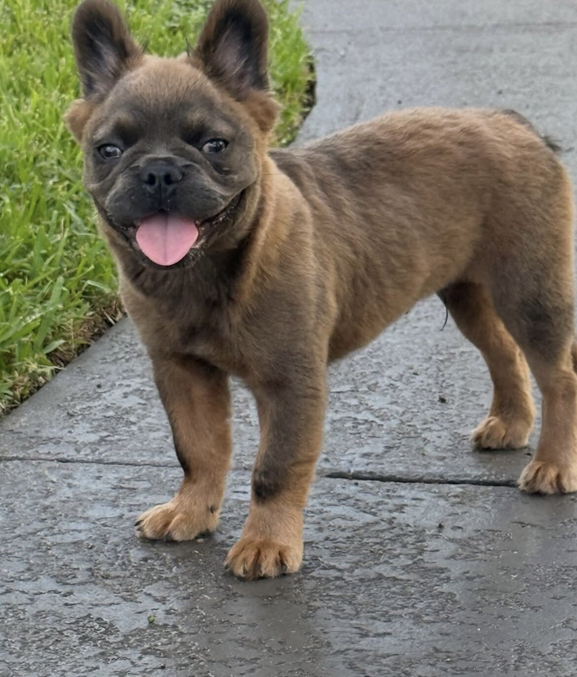 Fluffy French Bulldog image 4