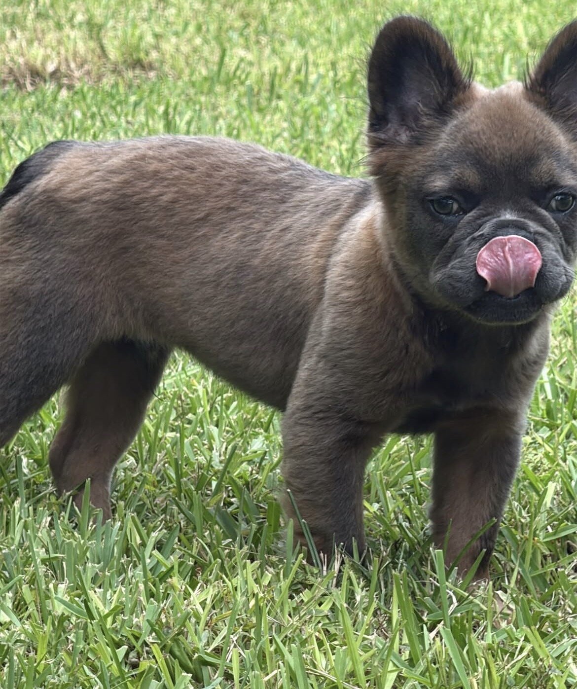 Fluffy French Bulldog image 3