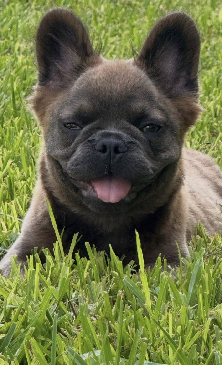 Fluffy French Bulldog image 5