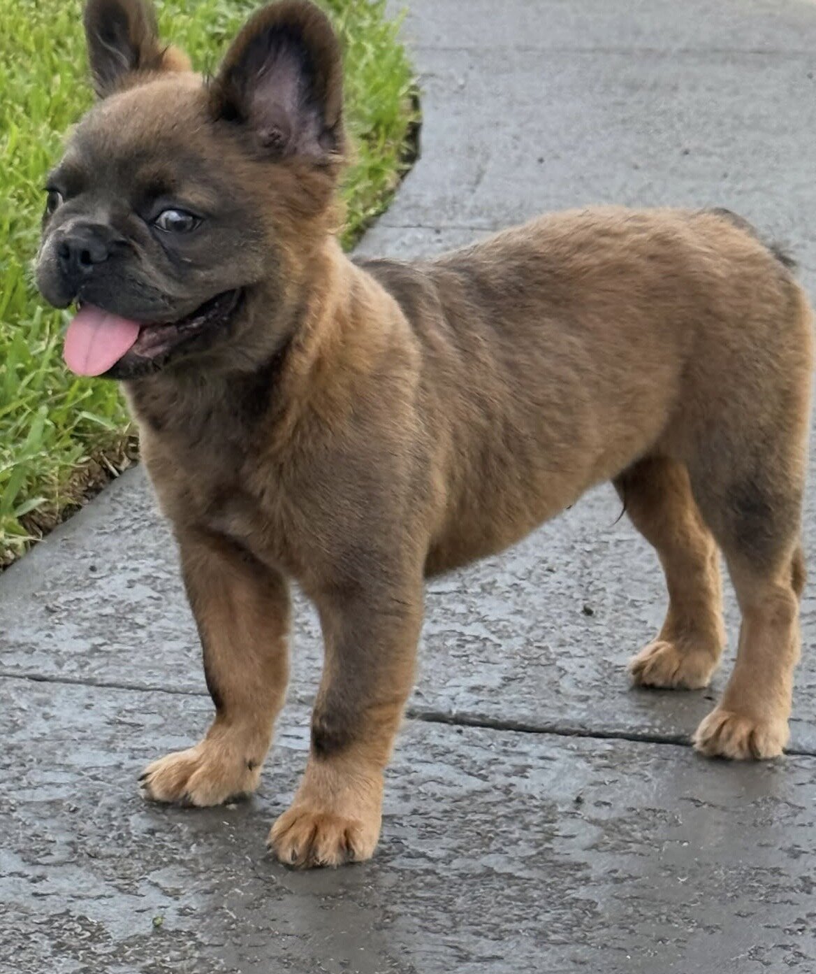 Fluffy French Bulldog image 2