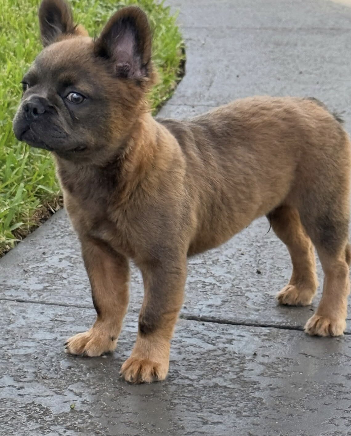 Fluffy French Bulldog image 1