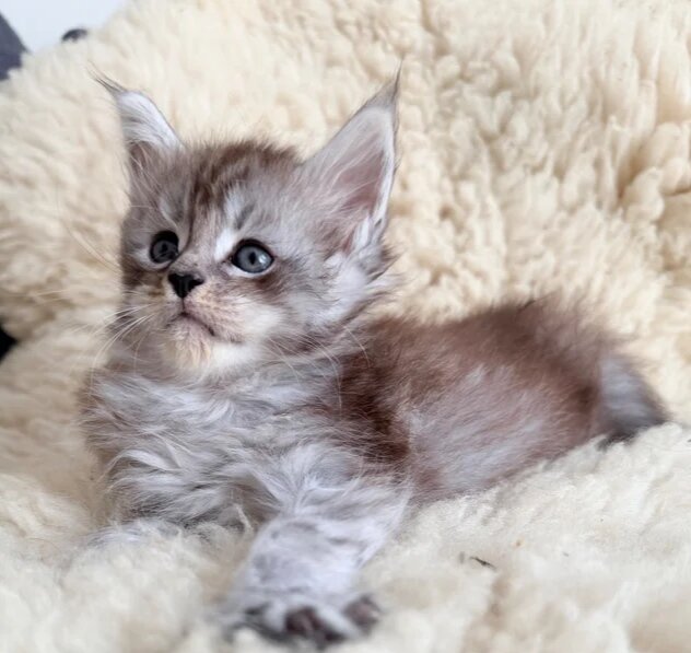 Adorable Fluffy Kitten 🐱 image 1