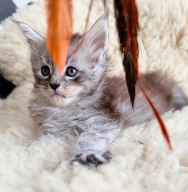 Adorable Fluffy Kitten 🐱 image 2