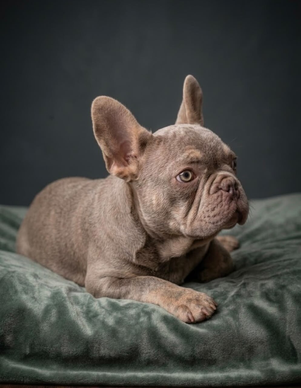 French Bulldog puppies Available! image 1