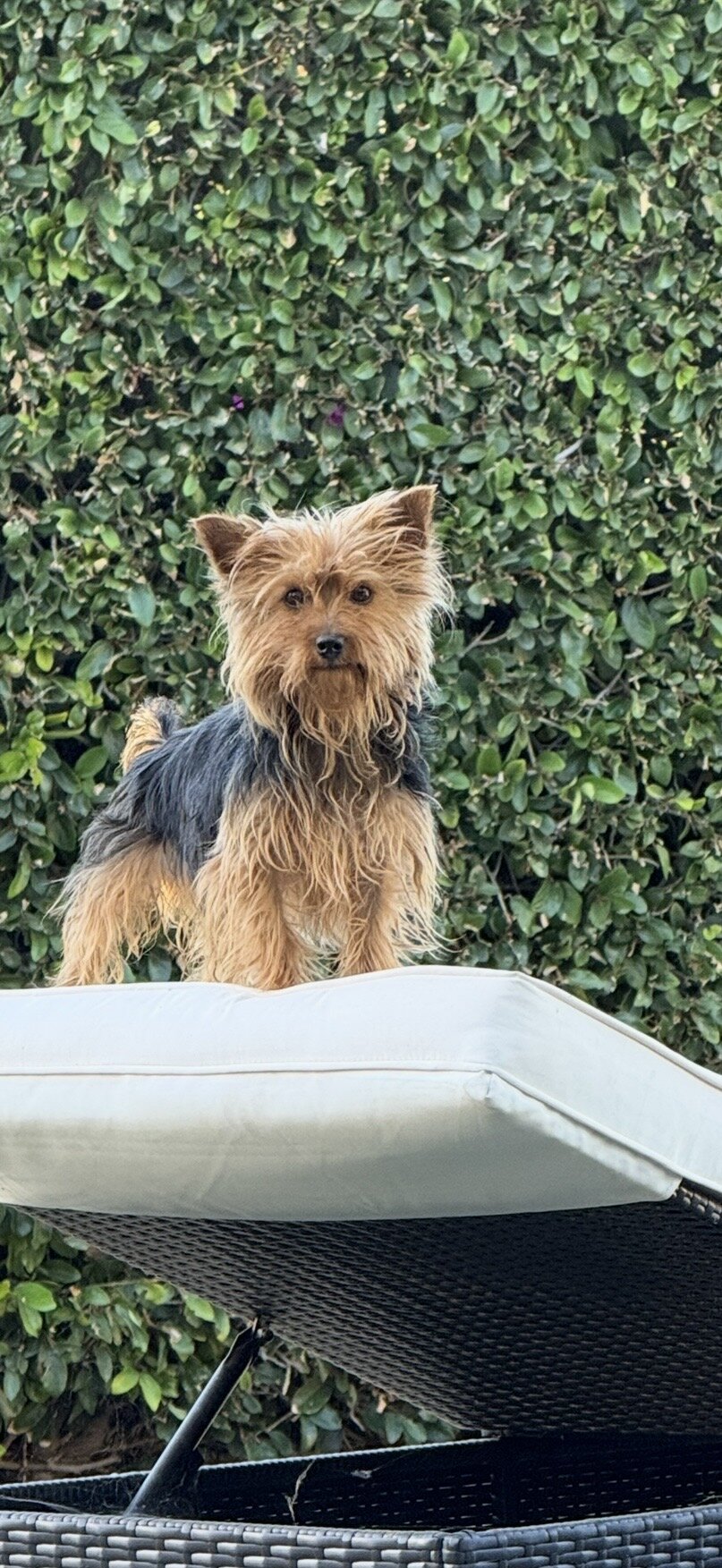 Yorkie image 1