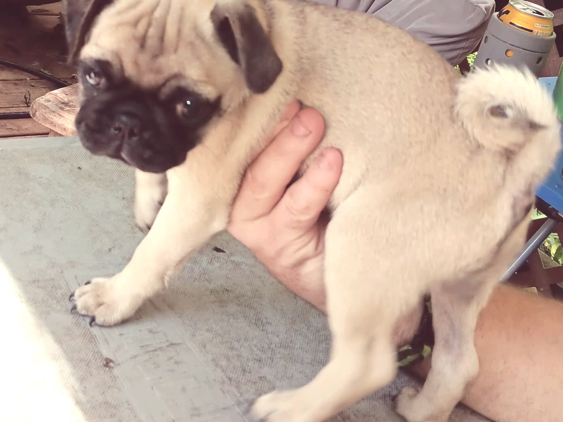 Pug Puppy, female, full blooded image 1