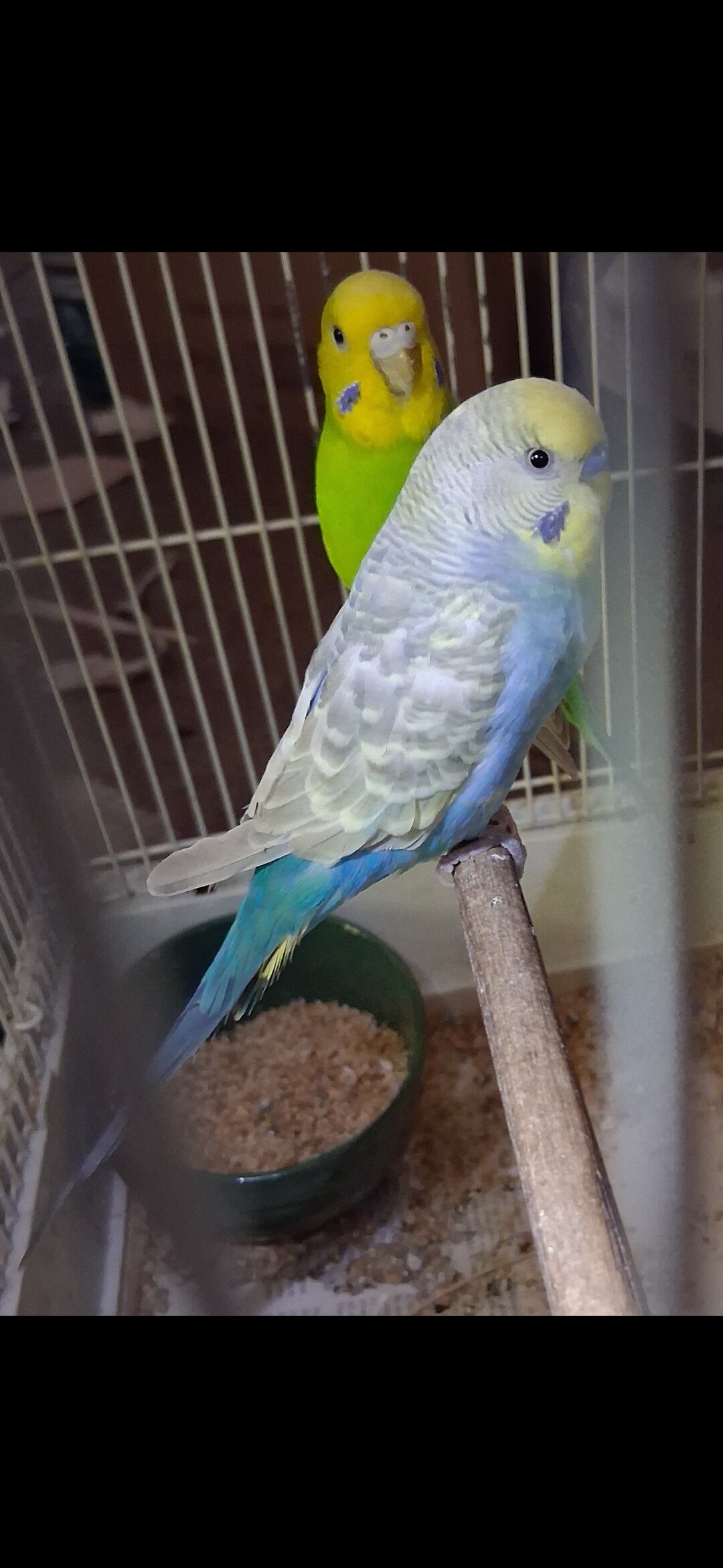 Pair of Budgies (Parakeets) image 1